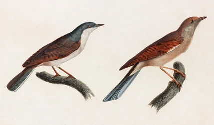 Due illustrazioni a colori di uccelli