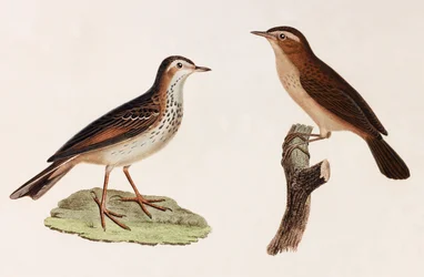 Due illustrazioni a colori di uccelli