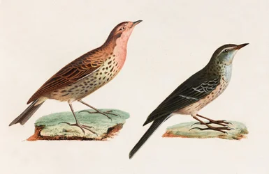 Due illustrazioni a colori di uccelli
