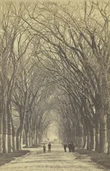 Viale di alberi senza titolo, 1840-1900