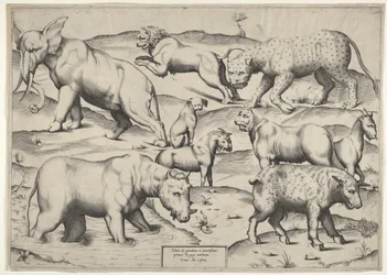 Vari animali