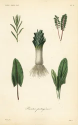 Verdure