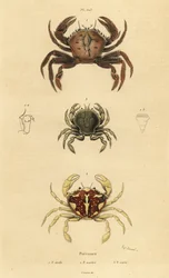 Granchio vellutato, Necora puber 1, granchio nuotatore marmorizzato, Liocarcinus marmoreus 2, e granchio nuotatore di Pennant, Portumnus latipes 3