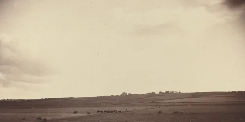 Veduta di campi con mucche