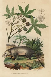 Opossum della Virginia, Didelphis virginiana, e manioca o yuca, Manihot esculenta