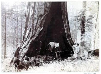 Carro che passa attraverso un albero gigante, Nord America, c 1900