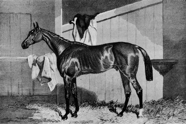 Stregone, XIX secolo, 1911