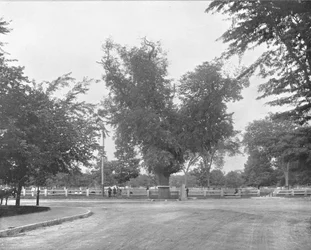 Washington Elm, Cambridge, Massachusetts, USA, c1900