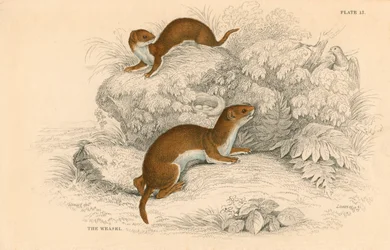 Donnola Putorius nivalis, il più piccolo carnivoro europeo, 1828