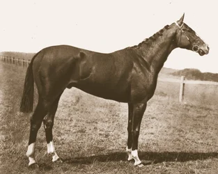 Galletto segnavento, 1911