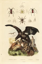 Aquila di mare dalla coda bianca, Haliaeetus albicilla 5, e preda, ragno palombaro, Argyroneta aquatica 1, coleotteri Purpuricenus 2