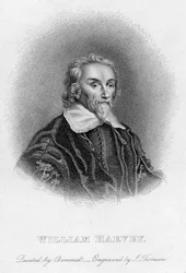 William Harvey 1578-1657 medico inglese, XVII secolo