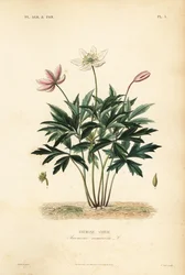 Anemone dei boschi o anemone dei venti