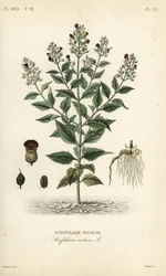 Scrofularia nodosa, Scrophularia nodosa, Scrofulaire noueuse