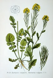 Razzo giallo, 1893