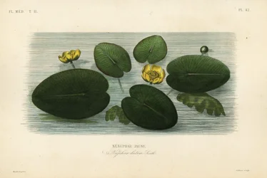 Ninfea gialla