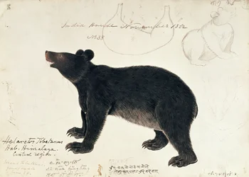 Disegno di un orso nero asiatico, Ursus thibetanus, dalla regione centrale dell