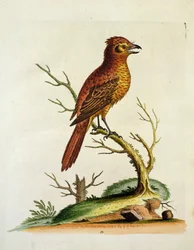 Uccello Indian Great Crested Bulcher, pub. maggio 1742 da G.E. Inard