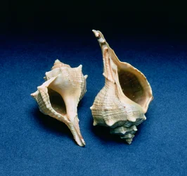 Conchiglia di Murex