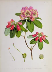 Rhododendron: Candelabrum, da 