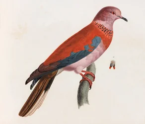 Un