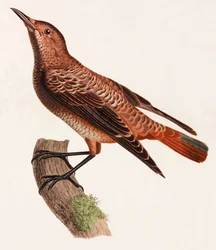 Illustrazione a colori di un uccello