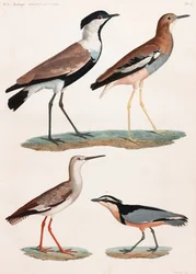 Una serie di illustrazioni a colori di uccelli a pagina intera