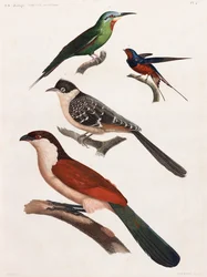 Una serie di illustrazioni a colori di uccelli a pagina intera