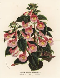Achimenantha x naegelioides, cultivar rosa e oro. Plectopoma naegelioides aureo-roseum. Litografia colorata a mano da Flowers of the Gardens and Hothouses of Europe di Louis van Houtte e Charles Lemaire, Flore des Serres et des Jardins de l