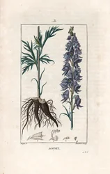 Aconito - Incisione di Lambert da un disegno di Pierre Jean Francois Turpin (1775-1840), da La flore médicale, di Chaumeton, Poiret et Chamberet, Parigi 1830