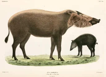 Maiale barbuto adulto e giovane, Indonesia