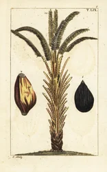 Palma da olio africana con frutti, Elaeis guineensis