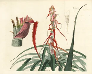 Aguava, Bromelia alsodes (Ananas a foglie strette, Bromelia sylvestris). Incisione a mano colorata su rame di Weddell da un
