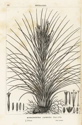 Tillandsia juncea (Bonapartea juncea). Litografia colorata a mano da Flowers of the Gardens and Hothouses of Europe di Louis van Houtte e Charles Lemaire, Flore des Serres et des Jardins de l