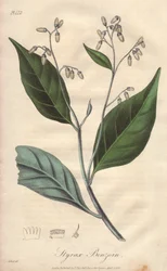 Alibouffier o storace (Styrax benzoin) - Acquaforte di William Clarke per illustrare “Botanica medica, descrizione delle piante medicinali di Londra, Edimburgo e Dublino” di John Stephenson e James Morss Churchill