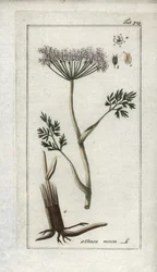 Finocchio di montagna