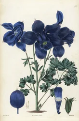 Aquilegia alpina. Incisione a mano colorata da Weddell da un