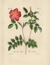 Rosa alpina, Rosa alpina. Litografia a mano colorata di Lecouturier da un