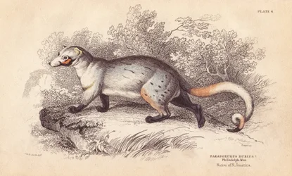 Paradosso americano, Paradoxurus dubius