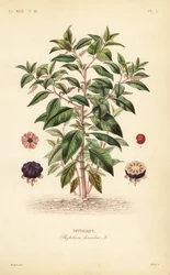 Fitolacca americana, Phytolacca americana