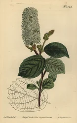 Amamelide americana, Fothergilla gardenii (Fothergilla a foglia larga, Fothergilla alnifolia major)