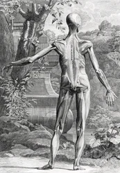 Illustrazione anatomica