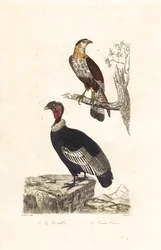 Condor delle Ande e caracara crestato meridionale