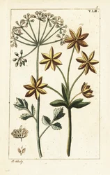 Anice o anice stellato, Pimpinella anisum