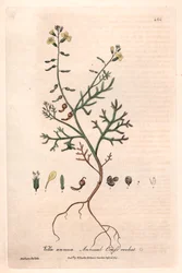 Vella annua. Tavola botanica di Isaac Russell, incisa da Charles Matthews, tratta da "Fenomeni Botanici Inglesi" di William Baxter (1788-1871)