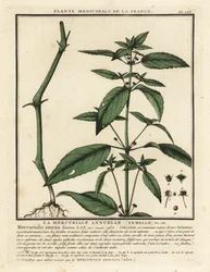 Mercorella annua