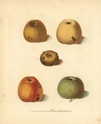 Varietà di mele, Malus domestica: Franklin