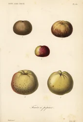 Varietà di mele