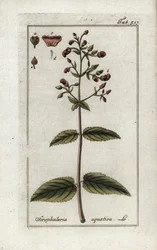 Scrofularia acquatica