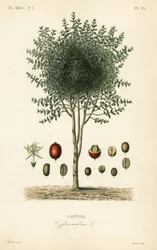 Albero di caffè arabo, Coffea arabica, Cafeyer
